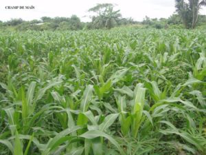 Maisfeld in Kamerun