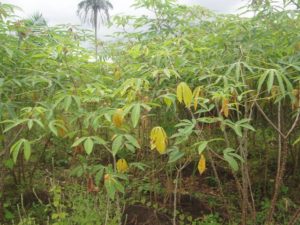 Maniok Pflanzen